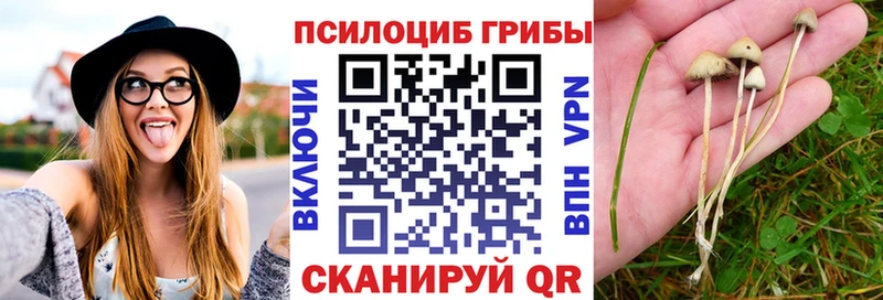 Псилоцибиновые грибы Psilocybe  Кущёвская 